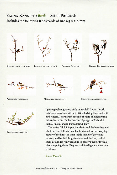 Sanna Kannisto - Birds postikorttilajitelma